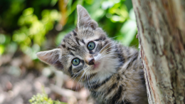 Cana Yakın Evcil Hayvanlar; Kediler