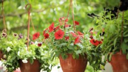 Balkonda Yetiştirilen Çiçek Çeşitleri