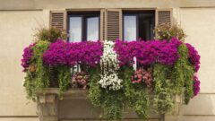 En Güzel Balkon Çiçekleri